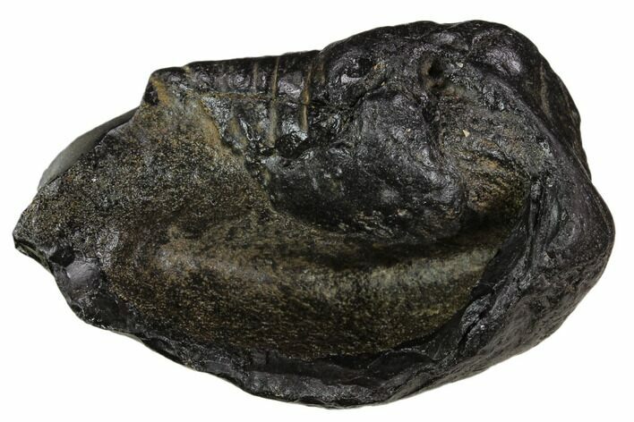 Fossil Whale Ear Bone - Miocene #130234